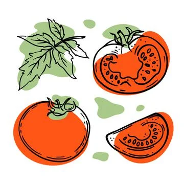TOMATOS Fresh Vegetables In Sketch Vector Illustration Set Stock Illustration
