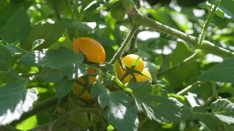 Tomatos growing on the vine Video stock 176448549