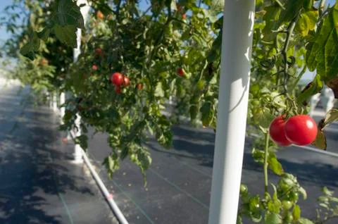 Tomatos Stock Photos