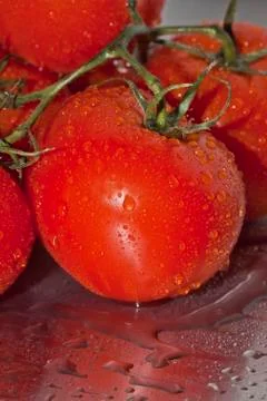 Tomatos Foto stock