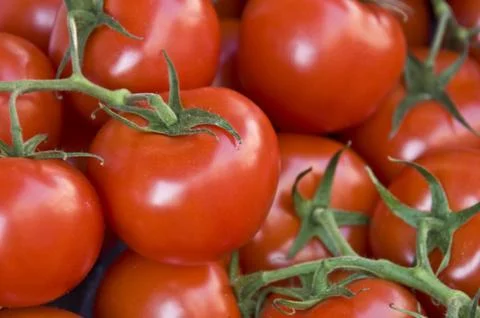 Tomatos Stock Photos