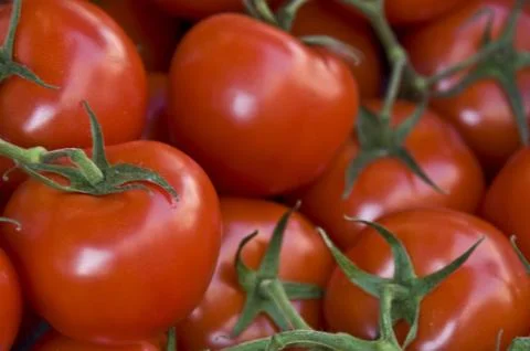 Tomatos Stock Photos