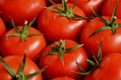 Tomatos Stock Photos