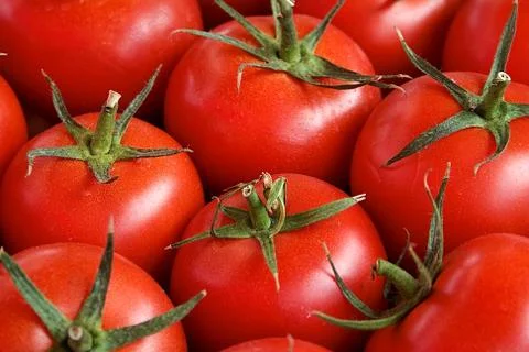Tomatos Stock Photos