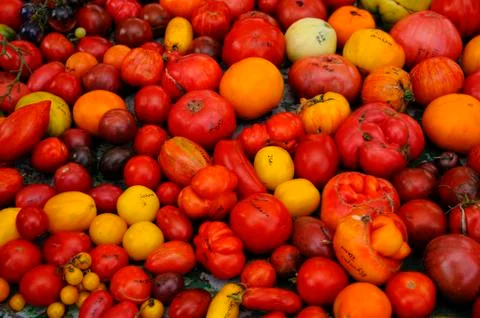 Tomatos Stock Photos