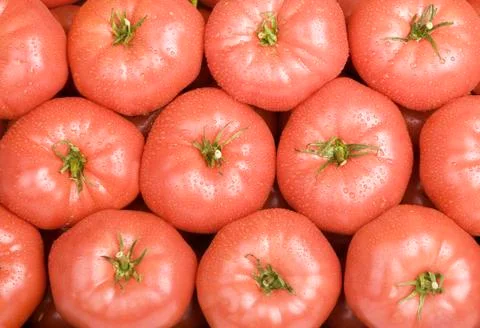 Tomatos Stock Photos