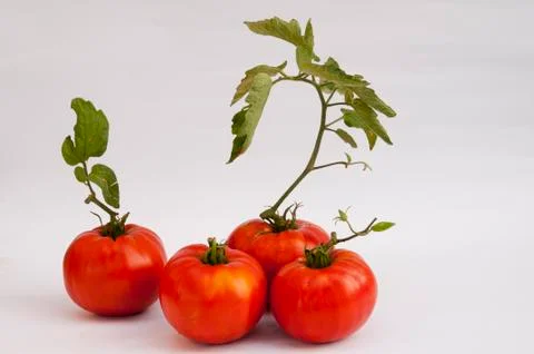 Tomatos Stock Photos