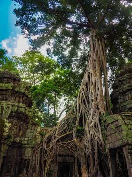 The tomb raider tree Stock Photos