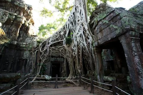 Tomb Raider Tree in Ta Prohm Temple, Temples of Angkor, Cambodia Stock Photos