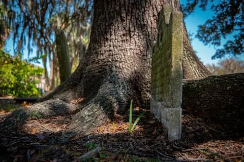 Tombstone At The Base Of Large Tree Stock Photos
