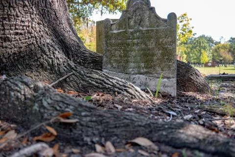 Tombstone Under Large Oak Tree  Set In The Roots Stock Photos