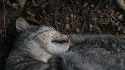 Tomcat Eusebiu sleeping on the floor - 4K Stock Footage 264786569
