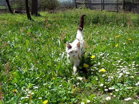 Tomcat in the garden Stock Photos