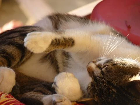 Tomcat  Stock Photos