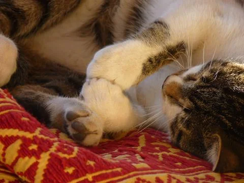 Tomcat  Stock Photos