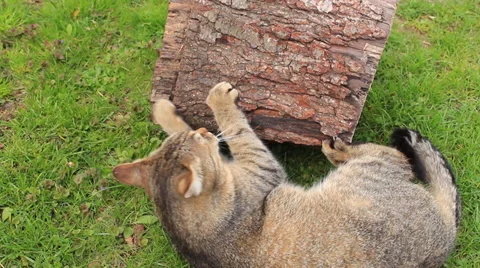 Tomcat played with stump Stock Footage 37448400