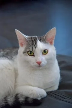 Tomcat portrait Stock Photos