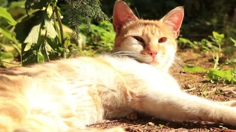 Tomcat resting and grooming Video stock 7737634