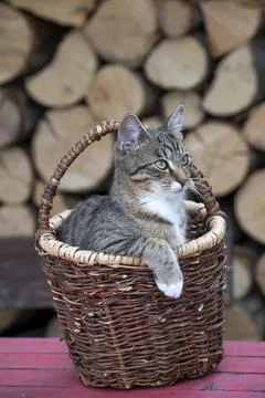 Tomcat Sitting in a Wicker Basket in Front of Stacked Firewood 库存照片