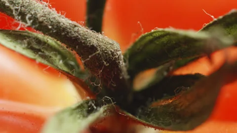 Tomkin tomato top leaf macro close up presentation slowly rotating stock fo.. Stock Footage 344703618
