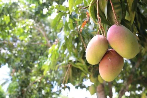 Tommy mango Stock Photos