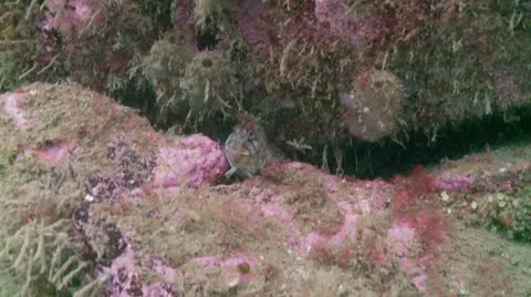 Tompot blenay Stock Footage 12484855