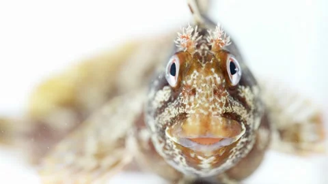 Tompot Blenny (Parablennius gattorugine) Thinking White Background Stock Footage 342828853