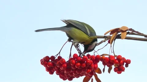 Tomtit. Bird on a branch of rowan. Video stock 56626895