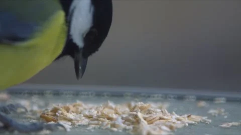 Tomtit close up. Small bird feeds. Petroica Macrocephala Stock Footage 145926276
