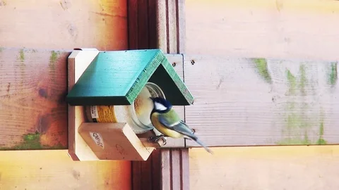 Tomtit eat fat in the winter Stock Footage 97274667