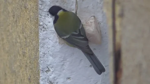 Tomtit eating fat on window Vídeo Stock 84595699