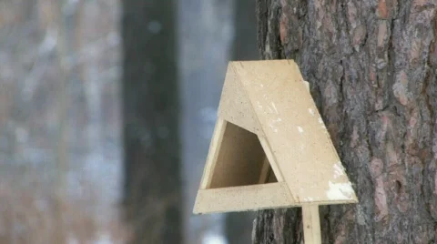 Tomtits at the feeding-rack Video stock 304770