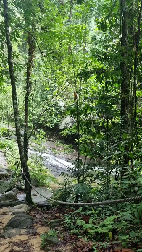 Ton Chong Fa Waterfall is a five-tiered waterfall located in Khao Lak Stock Footage 318813985