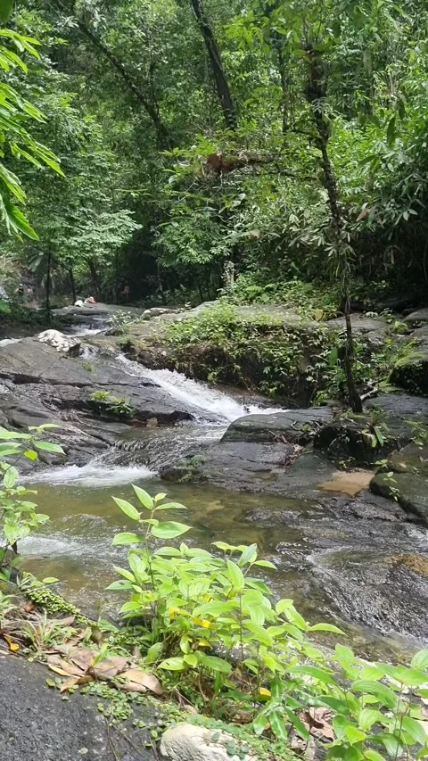 Ton Chong Fa Waterfall is a five-tiered waterfall located in Khao Lak Stock Footage 318813990