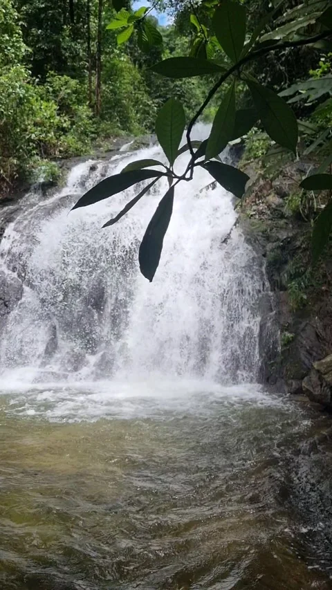 Ton Chong Fa Waterfall is a five-tiered waterfall located in Khao Lak Stock Footage 318813998