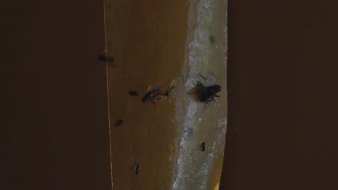 A ton of large and small flies stuck to the adhesive bait tape. Stock Footage 203914049