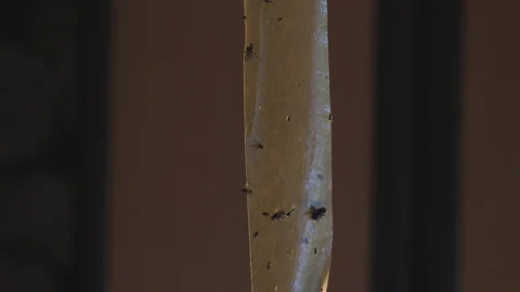 A ton of large and small flies stuck to the adhesive bait tape. Stock Footage 205526574