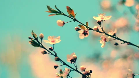 Toned close up of blooming pink cherry branch against teal sky Видео 60091430