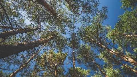 Toned image of looking in the forest on tree tops and clear blue sky Foto stock