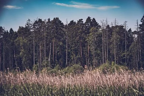 A toned image of a mixed forest. Stock Photos