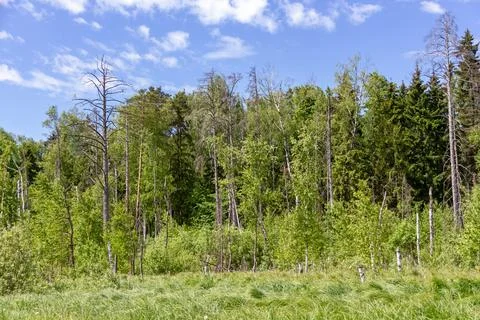A toned image of a mixed forest. Stock Photos