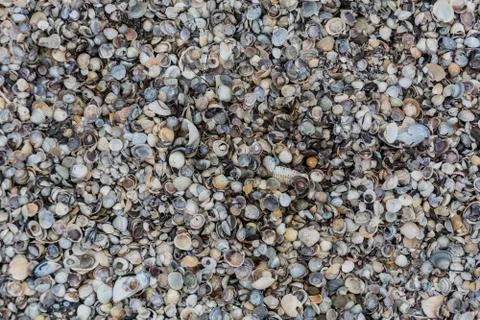 Toned seashell background Stock Photos