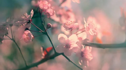 Toned shining closeup panoramic view of blooming pink cherry branch Video stock 60085269