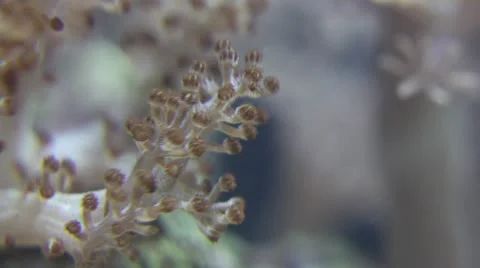 Tonga Coral Macro 库存影片 12150899
