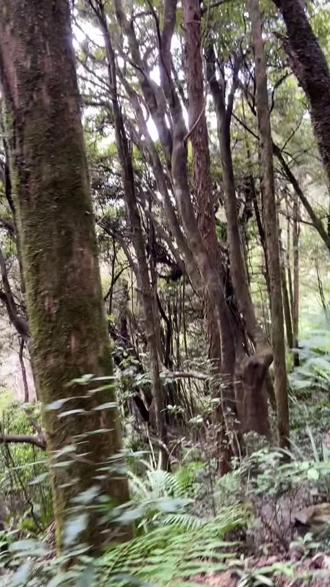 Tongariro Alpine Crossing Видео 344173655