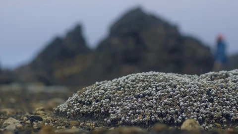 Tongariro National Park 스톡 동영상 108687953