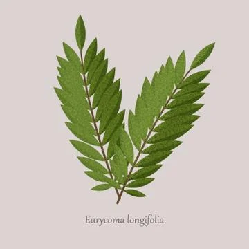 Tongkat Ali, Eurycoma longifolia, Pasak Bumi medicinal plant. Stock Illustration