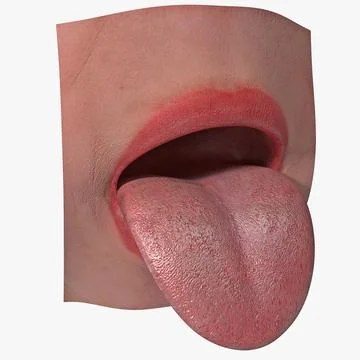 Tongue 3D Model