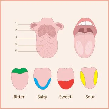 Tongue anatomy Stock Illustration