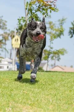 Tongue flapping while running Stock Photos